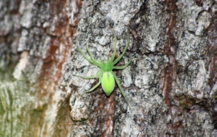 Micrommata virescens